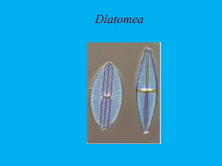 Diatomea
 