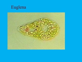 Euglena
 