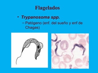 Flagelados
• Trypanosoma spp.
  – Patógeno (enf. del sueňo y enf de
    Chagas)
 