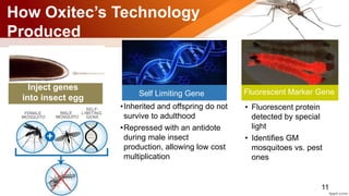Genae Insect Genetically Modified Mosquito | PPTX