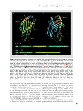 R. Barquera Lozano: Genética poblacional en trasplantes




       A                                                                B




Figura 1. Representación de los sitios polimórficos en las moléculas HLA y su correspondiente organización genómica (sólo se muestran
los exones). A: representación de una molécula HLA-B (a partir del archivo PDB 2RFX para el alelo HLA-B*57:01). B: representación de
una molécula HLA-DR (a partir del archivo PDB 1AQD para el alelo HLA-DRB1*01:01). Guía de colores: en distintos tonos de verde se
señalan las posiciones conservadas (un solo residuo de aminoácido);          exón correspondiente al péptido señal (no presente en la
molécula presentadora madura); posición con dos posibles aminoácidos; posición con tres posibles aminoácidos; posición con
cuatro o más posibles aminoácidos. A: señala la región que distingue a los grupos Bw4/Bw6, señala la cadena α1, señala la cadena
α2 y señala la cadena α3. B: señala el residuo 72, parte del denominado epítope reumatoide, señala la cadena β1, señala la
cadena β2, cadena DRA (no polimórfica). Se analizaron las secuencias de aminoácidos de 50 alelos de HLA-B (HLA-B*07:02, -B*08:01,
-B*13:01, -B*14:01, -B*14:02, -B*15:01, -B*15:02, -B*15:03, -B*15:04, -B*18:01, -B*27:01, -B*27:05, -B*35:01, -B*35:02, -B*37:01, -B*38:01,
-B*39:01, -B*39:02, -B*39:06, -B*40:01, -B*40:02, -B*40:05, -B*07:02, -B*41:01, -B*42:01, -B*44:02, -B*45:01, -B*46:01, -B*47:01, -B*48:01,
-B*49:01, -B*50:01, -B*51:01, -B*51:02, -B*52:01, -B*52:02, -B*53:01, -B*54:01, -B*55:01, -B*56:01, -B*57:01, -B*57:05, -B*58:01, -B*59:01,
-B*67:01, -B*73:01, -B*78:01, -B*81:01, -B*82:01, -B*83:01) y 22 alelos de HLA-DRB1 (HLA-DRB1*01:01, -DRB1*03:01, -DRB1*03:02,
-DRB1*04:01, -DRB1*04:05, -DRB1*04:07, -DRB1*07:01, -DRB1*08:01, -DRB1*08:02, -DRB1*09:01, -DRB1*10:01, -DRB1*11:01,
-DRB1*11:02, -DRB1*12:01, -DRB1*13:01, -DRB1*13:02, -DRB1*14:01, -DRB1*14:02, -DRB1*14:06, -DRB1*15:01, -DRB1*16:01,
-DRB1*16:02)49. Las moléculas fueron editadas con el programa PyMOL15. Los sitios genómicos no están representados a escala.



orden ascendente, los números de los alelos posibles                   concentra gran parte de sus variaciones en la región
separados por una diagonal. Esta interpretación se                     de unión al péptido (Fig. 1). En ambos casos, las dos
conoce como resolución intermedia.                                     moléculas requieren ensamblarse (entre ellas y con su
  La molécula presentadora de clase I se compone                       péptido a presentar cargado en la hendidura de pre-
de tres dominios codificados por cada uno de los                       sentación) dentro del retículo endoplásmico (razón por
genes de HLA de clase I y de una molécula adicional:                   la que el exón 1 codifica para un péptido señal alta-
la β2-microglobulina (B2M, Chr 15q21-22). En cambio,                   mente conservado) antes de expresarse en la super-
las moléculas presentadoras de clase II son heterodí-                  ficie; de lo contrario, no pueden mantener su estructu-
meros formados por una cadena α y una cadena β; la                     ra tridimensional estable.
primera de ellas prácticamente no presenta polimorfis-                    Dentro del espectro de péptidos que se pueden
mo dentro de la especie, mientras que la segunda                       presentar a través de la clase I se encuentran péptidos
                                                                                                                                              55
 