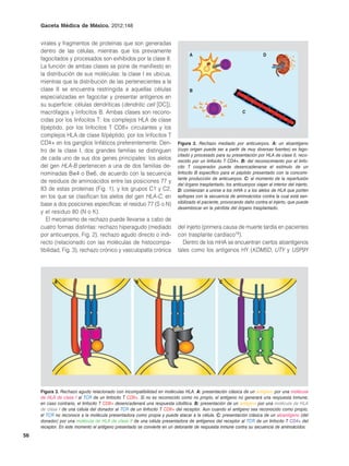 Gaceta Médica de México. 2012;148


     virales y fragmentos de proteínas que son generadas
     dentro de las células, mientras que los previamente
                                                                               A                                        D
     fagocitados y procesados son exhibidos por la clase II.
     La función de ambas clases se pone de manifiesto en
     la distribución de sus moléculas: la clase I es ubicua,
     mientras que la distribución de las pertenecientes a la
     clase II se encuentra restringida a aquellas células                      B
     especializadas en fagocitar y presentar antígenos en
     su superficie: células dendríticas (dendritic cell [DC]),
     macrófagos y linfocitos B. Ambas clases son recono-                                                    C
     cidas por los linfocitos T: los complejos HLA de clase
     I/péptido, por los linfocitos T CD8+ circulantes y los
     complejos HLA de clase II/péptido, por los linfocitos T
     CD4+ en los ganglios linfáticos preferentemente. Den-               Figura 2. Rechazo mediado por anticuerpos. A: un aloantígeno
     tro de la clase I, dos grandes familias se distinguen               (cuyo origen puede ser a partir de muy diversas fuentes) es fago-
                                                                         citado y procesado para su presentación por HLA de clase II, reco-
     de cada uno de sus dos genes principales: los alelos                nocido por un linfocito T CD4+. B: del reconocimiento por el linfo-
     del gen HLA-B pertenecen a una de dos familias de-                  cito T cooperador puede desencadenarse el estímulo de un
     nominadas Bw4 o Bw6, de acuerdo con la secuencia                    linfocito B específico para el péptido presentado con la concomi-
                                                                         tante producción de anticuerpos. C: al momento de la reperfusión
     de residuos de aminoácidos entre las posiciones 77 y
                                                                         del órgano trasplantado, los anticuerpos viajan al interior del injerto.
     83 de estas proteínas (Fig. 1), y los grupos C1 y C2,               D: comienzan a unirse a los mHA o a los alelos de HLA que porten
     en los que se clasifican los alelos del gen HLA-C, en               epítopes con la secuencia de aminoácidos contra la cual está sen-
     base a dos posiciones específicas: el residuo 77 (S o N)            sibilizado el paciente, provocando daño contra el injerto, que puede
                                                                         desembocar en la pérdida del órgano trasplantado.
     y el residuo 80 (N o K).
        El mecanismo de rechazo puede llevarse a cabo de
     cuatro formas distintas: rechazo hiperagudo (mediado                del injerto (primera causa de muerte tardía en pacientes
     por anticuerpos, Fig. 2), rechazo agudo directo o indi-             con trasplante cardíaco16).
     recto (relacionado con las moléculas de histocompa-                   Dentro de los mHA se encuentran ciertos aloantígenos
     tibilidad, Fig. 3), rechazo crónico y vasculopatía crónica          tales como los antígenos HY (KDM5D, UTY y USP9Y




           A                                        B                                           C




     Figura 3. Rechazo agudo relacionado con incompatibilidad en moléculas HLA. A: presentación clásica de un antígeno por una molécula
     de HLA de clase I al TCR de un linfocito T CD8+. Si no es reconocido como no propio, el antígeno no generará una respuesta inmune;
     en caso contrario, el linfocito T CD8+ desencadenará una respuesta citolítica. B: presentación de un antígeno por una molécula de HLA
     de clase I de una célula del donador al TCR de un linfocito T CD8+ del receptor. Aun cuando el antígeno sea reconocido como propio,
     el TCR no reconoce a la molécula presentadora como propia y puede atacar a la célula. C: presentación clásica de un aloantígeno (del
     donador) por una molécula de HLA de clase II de una célula presentadora de antígenos del receptor al TCR de un linfocito T CD4+ del
     receptor. En este momento el antígeno presentado se convierte en un detonante de respuesta inmune contra su secuencia de aminoácidos.
56
 
