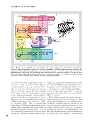 Gaceta Médica de México. 2012;148




            A                                                                              B




     Figura 5. A: grupos de alelos de HLA de clase I de reactividad cruzada. Las líneas delgadas muestran los alelos que presentan reactivi-
     dad cruzada, mientras que las líneas gruesas indican reactividad cruzada fuerte. Los grupos de reactividad cruzada se muestran cada
     uno con un color distinto e indican las especificidades contra las cuales un anticuerpo o un grupo de anticuerpos puede reaccionar de
     manera inespecífica cuando uno de ellos se dirige contra alguna región o secuencia de aminoácidos compartida por los alelos del grupo.
     B: se muestran algunas de las regiones de las moléculas de clase I identificadas como blancos para anticuerpos de reactividad cruzada,
     identificadas con el color del CREG al que pertenecen (adaptado de Invitrogen Corporation68).




     como al procedimiento quirúrgico de extracción, con-                 es decir, la ausencia de señales inhibitorias provenientes
     servación y traslado, con las concomitantes isquemia                 de moléculas MHC de clase I con esta propiedad en
     y variaciones de temperatura que provocan inflama-                   la superficie celular71-73. Una característica importante
     ción; tras la conexión a la vascularización, se debe                 a notar es que, entre las primeras células infiltradas en
     enfrentar al ambiente sanguíneo del receptor, cargado                el órgano trasplantado responsables de mediar los
     de fármacos y mediadores inflamatorios presentes en                  mecanismos de rechazo, se encuentran las células T
     el nuevo organismo que pueden ocasionar daño por                     CD8+ de memoria74.
     reperfusión. Además de este panorama, el órgano                         Ciertos patógenos oportunistas pueden generar in-
     debe hacer frente a la respuesta inmune del receptor,                fecciones activas en el receptor, producto de los es-
     mediada principalmente –pero no de manera exclusi-                   quemas de inmunosupresión y el estrés celular oca-
     va– por células T CD4+ y CD8+, así como NK. Las                      sionado por el evento quirúrgico, ya sea por una
     células del linaje T CD8+ atacan las células endotelia-              activación tardía de una infección latente, por la trans-
     les y las células del endotelio vascular del órgano vía              misión del patógeno en el órgano o por su presencia
     liberación de granzimas (principalmente A y B) y per-                en células de respuesta inmune trasplantadas. Entre
     forina, mientras que las células NK contribuyen por su               ellos destacan agentes virales como el citomegalovirus
     habilidad para responder a la ausencia de lo propio,                 (CMV) y el virus de la hepatitis C, bacterias como
64
 