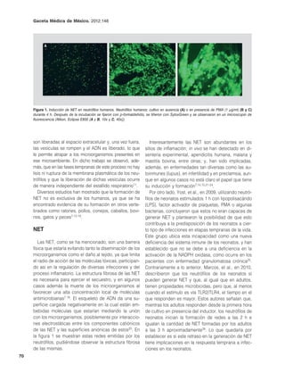 Gaceta Médica de México. 2012;148




           A                                        B                                          C




     Figura 1. Inducción de NET en neutrófilos humanos. Neutrófilos humanos: cultivo en ausencia (A) o en presencia de PMA (1 µg/ml) (B y C)
     durante 4 h. Después de la incubación se fijaron con p-formaldehído, se tiñeron con SytoxGreen y se observaron en un microscopio de
     fluorescencia (Nikon, Eclipse E800 [A y B, 10x y C, 40x]).




     son liberadas al espacio extracelular y, una vez fuera,                 Interesantemente las NET son abundantes en los
     las vesículas se rompen y el ADN es liberado, lo que                 sitios de inflamación; in vivo se han detectado en di-
     le permite atrapar a los microorganismos presentes en                sentería experimental, apendicitis humana, malaria y
     ese microambiente. En dicho trabajo se observó, ade-                 mastitis bovina, entre otras; y, han sido implicadas,
     más, que en las fases tempranas de este proceso no hay               además, en enfermedades tan diversas como las au-
     lisis ni ruptura de la membrana plasmática de los neu-               toinmunes (lupus), en infertilidad y en preclamsia, aun-
     trófilos y que la liberación de dichas vesículas ocurre              que en algunos casos no está claro el papel que tiene
     de manera independiente del estallido respiratorio11.                su inducción y formación7,14,15,21-24.
        Diversos estudios han mostrado que la formación de                   Por otro lado, Yost, et al., en 2009, utilizando neutró-
     NET no es exclusiva de los humanos, ya que se ha                     filos de neonatos estimulados 1 h con lipopolisacárido
     encontrado evidencia de su formación en otros verte-                 (LPS), factor activador de plaquetas, PMA o algunas
     brados como ratones, pollos, conejos, caballos, bovi-                bacterias, concluyeron que estos no eran capaces de
     nos, gatos y peces7,12-18.                                           generar NET y plantearon la posibilidad de que esto
                                                                          contribuya a la predisposición de los neonatos a cier-
     NET                                                                  to tipo de infecciones en etapas tempranas de la vida.
                                                                          Este grupo ubica esta incapacidad como una nueva
        Las NET, como se ha mencionado, son una barrera                   deficiencia del sistema inmune de los neonatos, y han
     física que estaría evitando tanto la diseminación de los             establecido que no se debe a una deficiencia en la
     microorganismos como el daño al tejido, ya que limita                activación de la NADPH oxidasa, como ocurre en los
     el radio de acción de las moléculas tóxicas, participan-             pacientes con enfermedad granulomatosa crónica25.
     do así en la regulación de diversas infecciones y del                Contrariamente a lo anterior, Marcos, et al., en 2010,
     proceso inflamatorio. La estructura fibrosa de las NET               describieron que los neutrófilos de los neonatos sí
     es necesaria para ejercer el secuestro, y en algunos                 pueden generar NET y que, al igual que en adultos,
     casos además la muerte de los microorganismos al                     tienen propiedades microbicidas, pero que, al menos
     favorecer una alta concentración local de moléculas                  cuando el estímulo es vía TLR2/TLR4, el tiempo en el
     antimicrobianas7,19. El esqueleto de ADN da una su-                  que responden es mayor. Estos autores señalan que,
     perficie cargada negativamente en la cual están em-                  mientras los adultos responden desde la primera hora
     bebidas moléculas que estarían mediando la unión                     de cultivo en presencia del inductor, los neutrófilos de
     con los microorganismos, posiblemente por interaccio-                neonatos inician la formación de redes a las 2 h e
     nes electrostáticas entre los componentes catiónicos                 igualan la cantidad de NET formadas por los adultos
     de las NET y las superficies aniónicas de estos20. En                a las 3 h aproximadamente26. Lo que quedaría por
     la figura 1 se muestran estas redes emitidas por los                 establecer es si este retraso en la generación de NET
     neutrófilos, pudiéndose observar la estructura fibrosa               tiene implicaciones en la respuesta temprana a infec-
     de las mismas.                                                       ciones en los neonatos.
70
 