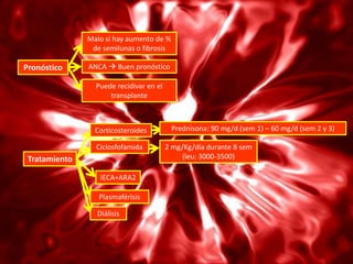 Malo si hay aumento de %
                de semilunas o fibrosis

Pronóstico     ANCA  Buen pronóstico

                 Puede recidivar en el
                     transplante



                 Corticosteroides         Prednisona: 90 mg/d (sem 1) – 60 mg/d (sem 2 y 3)

                 Ciclosfofamida          2 mg/Kg/día durante 8 sem
 Tratamiento                                 (leu: 3000-3500)

                  IECA+ARA2

                  Plasmaférisis

                 Diálisis
 