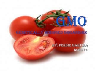 GMOGENETICALLY MODIFIED ORGANISMS BY: FERDIE GAETIRA BSED I-C 