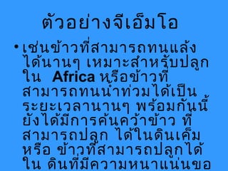 ตัวอย่างจีเอ็มโอ
• เช่นข้าวที่สามารถทนแล้ง
ได้นานๆ เหมาะสำาหรับปลูก
ใน Africa หรือข้าวที่
สามารถทนนำ้าท่วมได้เป็น
ระยะเวลานานๆ พร้อมกันนี้
ยังได้มีการค้นคว้าข้าว ที่
สามารถปลูก ได้ในดินเค็ม
หรือ ข้าวที่สามารถปลูกได้
ใน ดินที่มีความหนาแน่นขอ
 