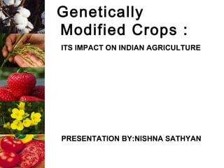 Genetically
Modified Crops :
ITS IMPACT ON INDIAN AGRICULTURE




PRESENTATION BY:NISHNA SATHYAN
 