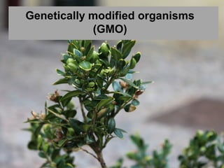 Genetically modified organisms
            (GMO)
 