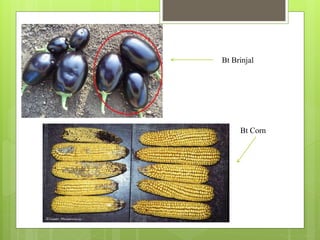Bt Brinjal
Bt Corn
 