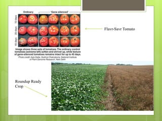 Flavr-Savr Tomato
Roundup Ready
Crop
 