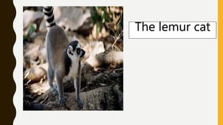 The lemur cat
 