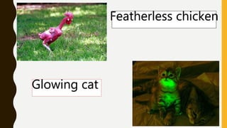 Featherless chicken
Glowing cat
 