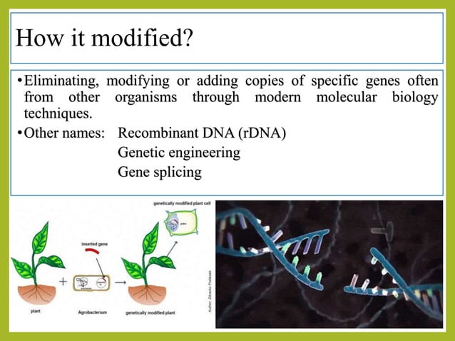 GMO, Genetically modified organisms, agricultural and horticultural ...