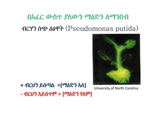 በአፈር ውስጥ ያለውን ማዕድን ለማንበብ
ብርሃን ሰጭ ዕፅዋት (Pseudomonas putida)
+ ብርሀን ይሰጣል =(ማዕድን አለ)
- ብርሀን አይሰጥም = (ማዕድን የለም)
University of North Carolina
 