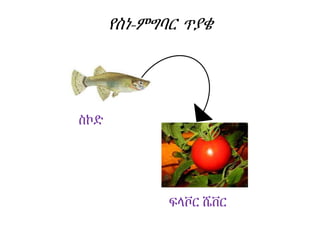 የስነ-ምግባር ጥያቄ
ስኮድ
ፍላቮር ሼቨር
 