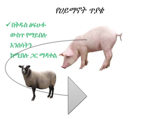 የሀይማኖት ጥያቄ
በቅዱስ ፅፍሁፉ
ውስጥ የማይበሉ
እንሰሳትን
ከሚበሉ ጋር ማዳቀል
 