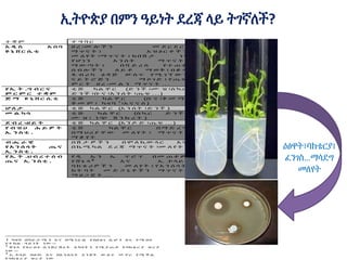 ኢትዮጵያ በምን ዓይነት ደረጃ ላይ ትገኛለች?
ርር
ተ ቋ ም ተ ግ ባ ር
አ ዲ ስ አ በ ባ
ዩ ኒ ቨ ር ሲ ቲ
ዘ ረ -መ ሎ ች ን መ ደ ር ደ ር ፣
ማ ጥ ና ት ፤ አ ዝ ዕ ር ቶ ች ን
መ ለ የ ት ፣ማ ጥ ና ት ፤ ከ በ ሽ ታ ነ ፃ
የ ሆ ነ ን እ ን ሰ ት ማ ጥ ና ት ፣
ማ ው ጣ ት ፤ በ ቫ ይ ረ ስ የ ተ ጠ ቁ
ሰ ብ ሎ ች ን ለ ይ ቶ ማ ወ ቅ ፤ በ ቆ ዳ
ፋ ብ ሪ ካ ፅ ዳ ጅ ው ስ ጥ የ ሚ ገ ኘ ው ን
ና ይ ት ሮ ጅ ን ማ ሶ ገ ድ ፤ የ ጤ ፍ
ም ር ት ዘ ረ -መ ል ን ማ ጥ ና ት …
የ ኢ ት .ግ ብ ር ና
ም ር ም ር ተ ቋ ም
ቲ ሹ ካ ል ቸ ር (ድ ን ች ፣ሙ ዝ ፣ስ ኳ ር
ድ ን ች ፣ቡ ና ፣እ ን ሰ ት ፣ጤ ፍ …)
ጅ ማ ዩ ኒ ቨ ር ሲ ቲ ቲ ሹ ካ ል ቸ ር (ቡ ና ፣ቅ መ ማ -
ቅ መ ም ፣ ካ ዛ ቫ 1
፣አ ና ና ስ )
ሆ ለ ታ ቲ ሹ ካ ል ቸ ር (እ ን ሰ ት ፣ድ ን ች )
መ ል ካ ሳ ቲ ሹ ካ ል ቸ ር (ስ ኳ ር ድ ን ች ፣
ሙ ዝ ፣ ነ ጭ ሽ ን ኩ ረ ት )
ደ ብ ረ -ዘ ይ ት ቲ ሹ ካ ል ቸ ር (እ ን ዶ ድ ፣ጤ ፍ …)
የ ብ ዝ ሀ ሕ ይ ዎ ት
ኢ ን ስ ቲ .
ቲ ሹ ካ ል ቸ ር በ ማ ድ ረ ግ
በ ማ ህ ሪ ያ ቸ ው መ ለ የ ት ፣ ማ ጥ ና ት ፣
ማ ቆ የ ት
ብ ሔ ራ ዊ
የ እ ን ሰ ሳ ት ጤ ና
ኢ ን ስ ቲ .
በ ሽ ታ ዎ ች ን በ ሞ ለ ኪ ው ላ ር እ ና
በ ኬ ሚ ካ ል ደ ረ ጃ ማ ጥ ና ት ፣መ ለ የ ት
የ ኢ ት .ህ ብ ረ ተ ሰ ብ
ጤ ና ኢ ን ስ ቲ .
የ ዲ ኤ ን ኤ ፕ ሮ ፕ በ መ ጠ ቀ ም
የ ሸ ጌ ላ 2
እ ና ኢ .ኮ ላ ይ 3
ባ ክ ቴ ሪ ዎ ች ን መ ለ የ ት ፤ የ እ ን ሰ ሳ ት
ክ ት ባ ት መ ድ ኃ ኒ ቶ ች ን ማ ጥ ና ት ፣
ማ ዘ ጋ ጀ ት …
1 ካዛ ቫ በቫ ይ ታ ሚ ን አ ና በሜ ነ ራ ል የ በለ ፀ ገ ሲ ሆ ን ስ ሩ የ ሚ በላ
የ ተ ክ ል ዓ ይ ነ ት ነ ው ፡፡
2
ሸ ጌ ላ የ ስ ር ዐ ተ -እ ን ሽ ር ሽ ሪ ት አ ካላት ን የ ሚ ያ ጠ ቃ የ ባክ ቴ ር ያ ዝ ር ያ
ነ ው ፡፡
3
ኢ .ኮላ ይ በሰ ው እ ና በእ ን ሰ ሳ ት አ ን ጀት ው ስ ጥ መ ኖ ር የ ሚ ች ል
የ ባክ ቴ ር ያ ዝ ር ያ ነ ው
ዕፅዋት፣ባክቴርያ፤
ፈንገስ…ማሳደግ
መለየት
 
