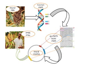 የተፈጥሮ
ማሽላ
ዲ ኤን ኤን
መለየት
ዘረ-መሎችን
ደርድሮ
መለየት
የተዘጋጀ
ፕላዝሚዲ
የመስክ
ሙከራ
 