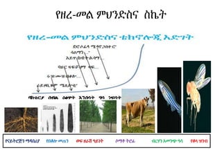 የዘረ-መል ምህንድስና ስኬት
የናይትሮጅን ማዳበሪያ የበቆሎ መጠን ወፍ ዘራሽ ዓይነት ሶማቶ ትሮፊ ብርሃን አመንጭ ዓሳ የቆላ ዝንብ
 