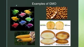 GMO / Genetically Modified Organism | PPTX