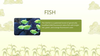 Genetically Modified or also known as GMO.pptx