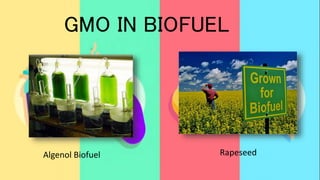 GMO IN BIOFUEL
Algenol Biofuel Rapeseed
 