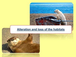 Alteration and loss of the habitats
 
