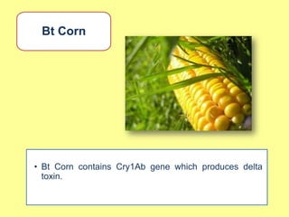 Bt Corn




• Bt Corn contains Cry1Ab gene which produces delta
  toxin.
 