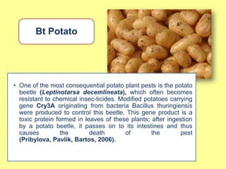 Bt Potato




• One of the most consequential potato plant pests is the potato
  beetle (Leptinotarsa decemlineata), which often becomes
  resistant to chemical insec-ticides. Modified potatoes carrying
  gene Cry3A originating from bacteria Bacillus thuringiensis
  were produced to control this beetle. This gene product is a
  toxic protein formed in leaves of these plants; after ingestion
  by a potato beetle, it passes on to its intestines and thus
  causes          the       death        of       the        pest
  (Pribylova, Pavlik, Bartos, 2006).
 