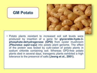 GM Potato




• Potato plants resistant to increased soil salt levels were
  produced by insertion of a gene for glyceralde-hyde-3-
  phosphate-dehydrogenase (GPD) from oyster mushroom
  (Pleurotus sajor-caju) into potato plant genome. The effect
  of the protein was tested by culti-vation of potato plants in
  sodium chloride containing soil. Whereas GPD-free potato
  plants died in several days, transgenic plants exhibited a high
  tolerance to the presence of salts (Jeong et al., 2001).
 