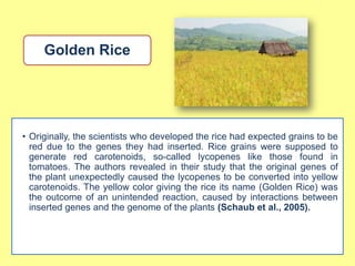 Golden Rice




• Originally, the scientists who developed the rice had expected grains to be
  red due to the genes they had inserted. Rice grains were supposed to
  generate red carotenoids, so-called lycopenes like those found in
  tomatoes. The authors revealed in their study that the original genes of
  the plant unexpectedly caused the lycopenes to be converted into yellow
  carotenoids. The yellow color giving the rice its name (Golden Rice) was
  the outcome of an unintended reaction, caused by interactions between
  inserted genes and the genome of the plants (Schaub et al., 2005).
 