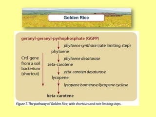 Golden Rice
 