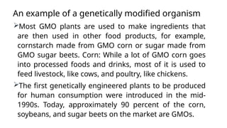 An example of a genetically modified organism
Most GMO plants are used to make ingredients that
are then used in other food products, for example,
cornstarch made from GMO corn or sugar made from
GMO sugar beets. Corn: While a lot of GMO corn goes
into processed foods and drinks, most of it is used to
feed livestock, like cows, and poultry, like chickens.
The first genetically engineered plants to be produced
for human consumption were introduced in the mid-
1990s. Today, approximately 90 percent of the corn,
soybeans, and sugar beets on the market are GMOs.
 