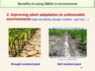 12
2. Improving plant adaptation to unfavorable
environments (high soil salinity, drought, nutrition - poor soil …)
Drought resistant plant Salt resistant plant
Benefits of using GMOs in environment
 