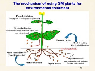 19
The mechanism of using GM plants for
environmental treatment
 