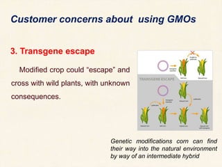 3. Transgene escape
Modified crop could “escape” and
cross with wild plants, with unknown
consequences.
Customer concerns about using GMOs
Genetic modifications corn can find
their way into the natural environment
by way of an intermediate hybrid
 