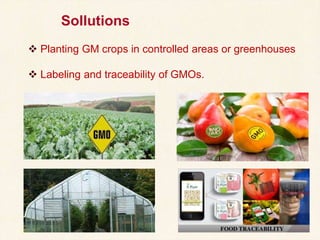 33
Sollutions
 Planting GM crops in controlled areas or greenhouses
 Labeling and traceability of GMOs.
 