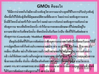 GMOs คืออะไร
ได้มีการนาเทคโนโลยีทางด้านพันธุวิศวกรรมมาประยุกต์ใช้ในการปรับปรุงพันธุ์
พืชเพื่อให้ได้พันธุ์พืชที่มีคุณสมบัติตามที่ต้องการ โดยนาหน่วยพันธุกรรมจาก
สิ่งมีชีวิตหนึ่งถ่ายเข้าไปรวมหรือร่วมอย่างถาวรกับหน่วยพันธุกรรมกับหน่วย
พันธุกรรม ของพืชอีกชนิดหนึ่ง ทาให้สามารถแสดงลักษณะที่ไม่เคยมีอยู่ใน
ธรรมชาติสาหรับพืชชนิดนั้น พืชชนิดนั้นจึงเรียกว่าเป็น พืชที่ได้รับตัดต่อสาร
พันธุกรรม (Genetically Modified Plants)
ปัจจุบันมีพืชที่ได้รับการตัดต่อสารพันธุกรรมหลายชนิดที่เป็นที่ยอมรับและได้มี
การปลูกเป็นการค้าในต่างประเทศหลายชนิด เช่น มะละกอ, ข้าวโพด, ฝ้ าย และถั่ว
เหลือง เป็นต้น อย่างไรก็ตามความก้าวหน้าทางเทคโนโลยีพันธุวิศวกรรมดังกล่าว
แล้ว ก่อให้เกิดความกังวลในหมู่สาธารณชนและนักวิชาการ ในการควบคุมภยันตราย
ซึ่งอาจจะเกิดขึ้น ดังนั้น เพื่อป้ องกันอันตรายดังกล่าวที่อาจเกิดขึ้น กรมวิชาการ
เกษตร กระทรวงเกษตรและสหกรณ์จึงกาหนดมาตรการเพื่อควบคุมการนาเข้าพืชที่
ได้รับการตัดต่อสารพันธุกรรมไว้ 40 ชนิด ดังนี้
 