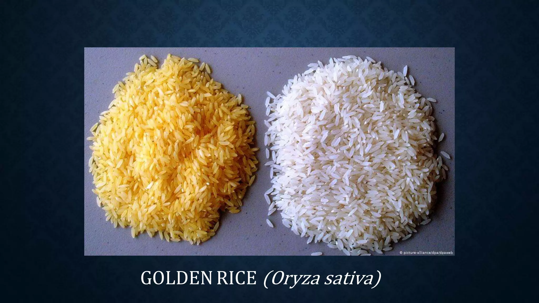 GOLDENRICE (Oryza sativa)
 