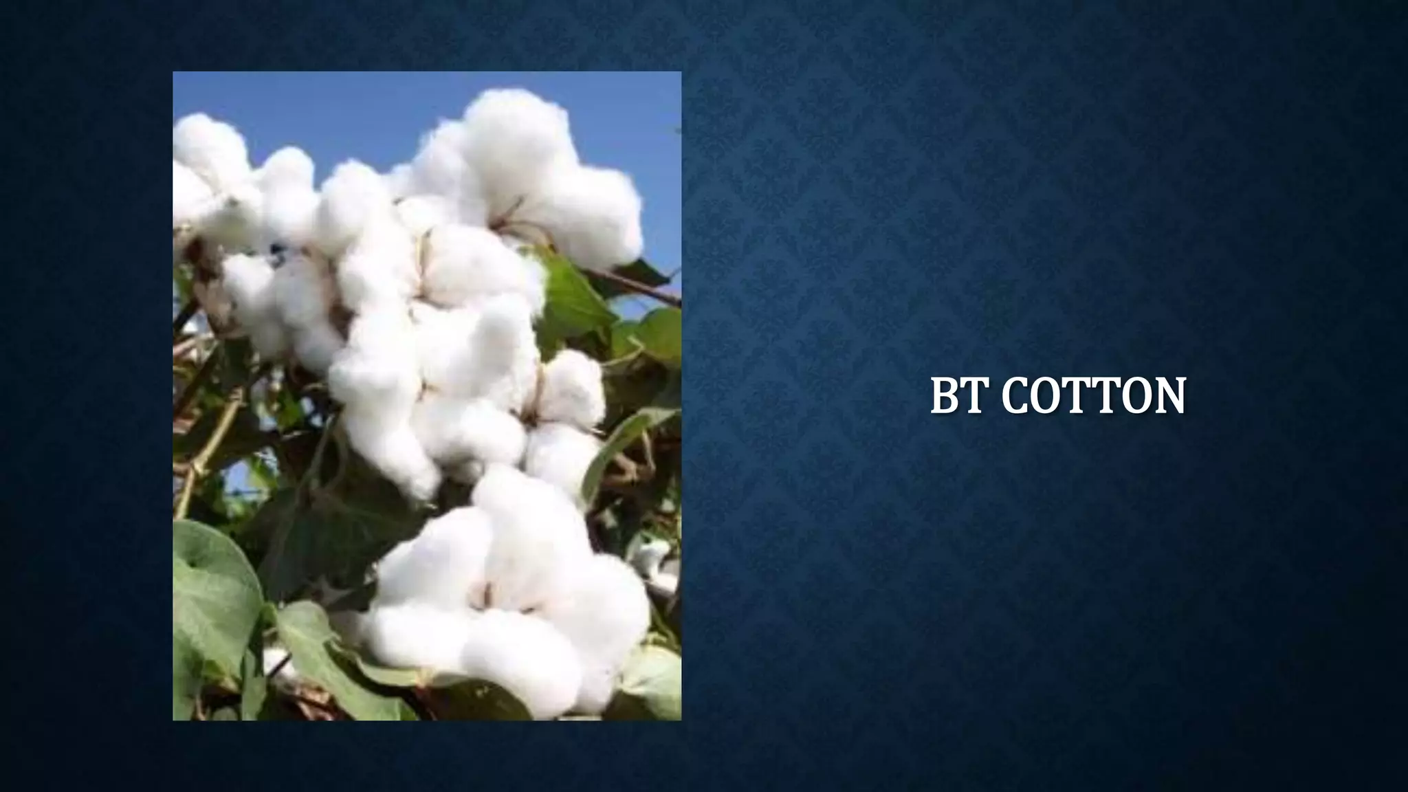 BT COTTON
 