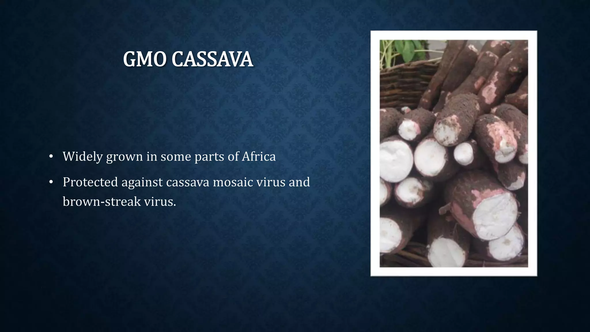 GMO CASSAVA
• Widely grown in some parts of Africa
• Protected against cassava mosaic virus and
brown-streak virus.
 