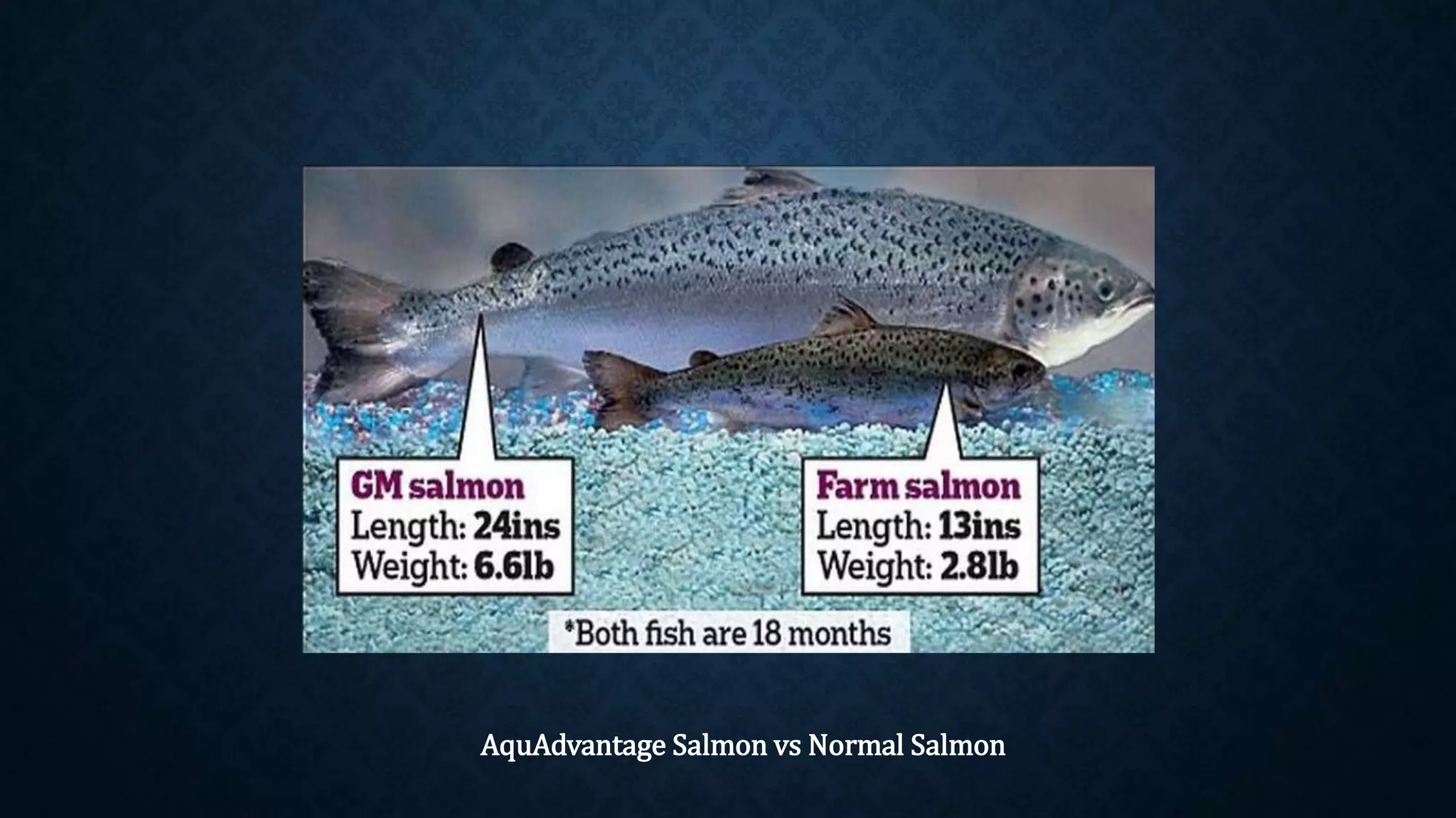 AquAdvantage Salmon vs Normal Salmon
 