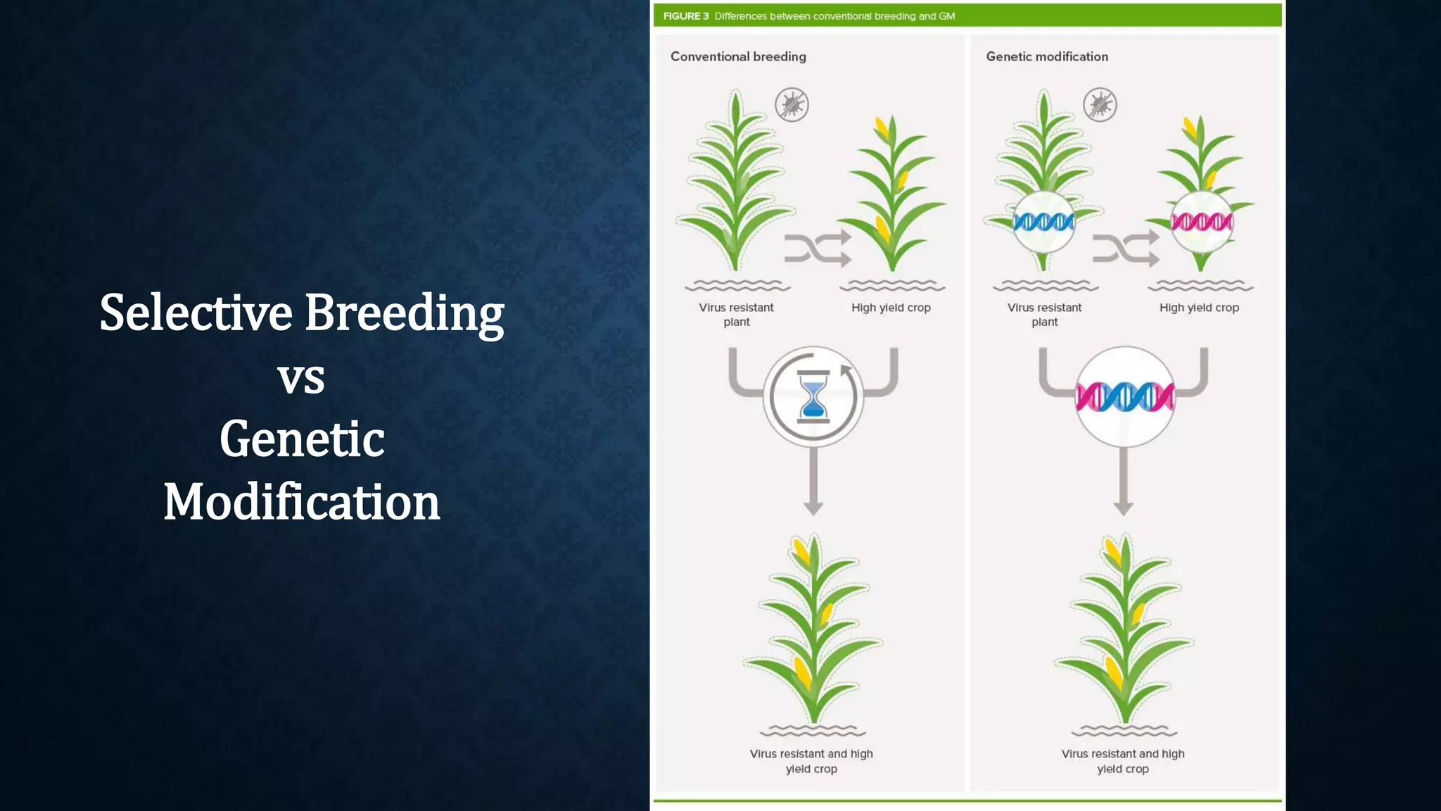 Selective Breeding
vs
Genetic
Modification
 