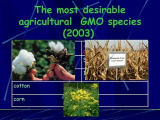 The most desirable agricultural  GMO species (2003)   GMO field species Area of field used for GMO (%) soybean 55 rape 16 cotton 21 corn 11 