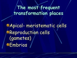 The most frequent transformation places Apical- meristematic cells Reproduction cells (gametes) Embrios 