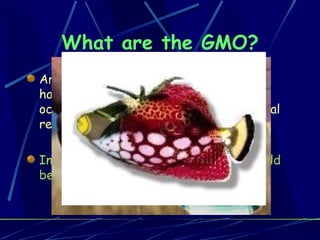 What are the GMO? Are organisms in which genetic material has been altered in a way that does not occur naturally by mating and / or natural recombination In principle, genes from any species could be inserted into any other species 