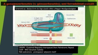 Ismertető pl. Balázs Ervin és Sági László cikke a Magyar Mezőgazdaságban
CRISPR - Clustered Regularly Interspaced Short Palindromic Repeat
CAS9 – RNS irányított nukleáz
PAM szekvencia - protospacer adjacent motif
A genomszerkesztés (v. génszerkesztés), ami forradalmat csinált
 