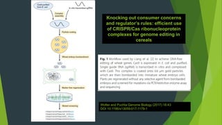 Wolter and Puchta Genome Biology (2017) 18:43
DOI 10.1186/s13059-017-1179-1
Knocking out consumer concerns
and regulator’s rules: efficient use
of CRISPR/Cas ribonucleoprotein
complexes for genome editing in
cereals
 