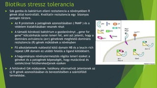 Biotikus stressz tolerancia
 Sok gomba és baktérium elleni rezisztencia a növényekben R
gének által kontrollált. Kvalitatív rezisztencia egy bizonyos
patogén törzsre.
 Az R proteinek a patogének azonosításában ( PAMP ) és a
védelem kialakításában vesznek részt
 A támadó kórokozó baktérium a gazdanövényt ,,gene for
gene” kölcsönhatás során ismeri fel, ami azt jelenti, hogy a
domináns avirulencia (avr) géneknek megfelelő domináns
rezisztencia (R) gének működnek a növényben
 Fő alkotóelemeik nukleotid kötő domain NB és a leucin rich
repeat LRR domain ez utóbbi felelős a ligand kötődésért.
 A hagyományos növénytermesztés régóta ismeri ezeket a
géneket és a patogének képességét, hogy mutációval és
szelekcióval felülkerekedjenek ezeken
 A feltörekvő GM módszerek, hatékony alternatívát jelentenek az
új R gének azonosításában és bevezetésében a szántóföldi
termelésbe.
 
